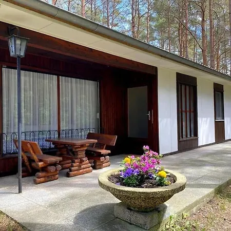 Im Kiefernwald Direkt An Der Ostsee *